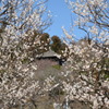 梅の花と好文亭