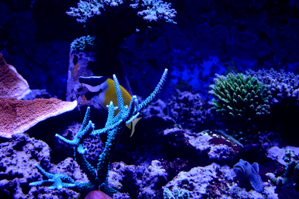 ヒョコッ