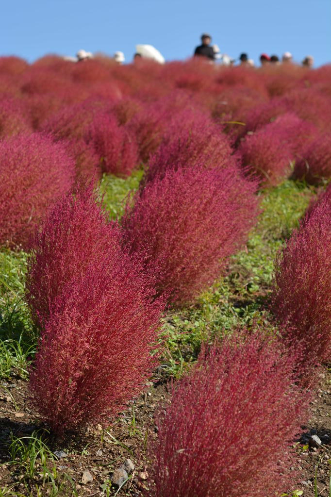 風に吹かれても天に伸びる箒草
