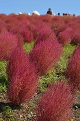 風に吹かれても天に伸びる箒草
