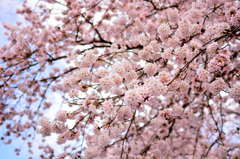 桜(2015春)その２