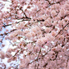 桜(2015春)その２