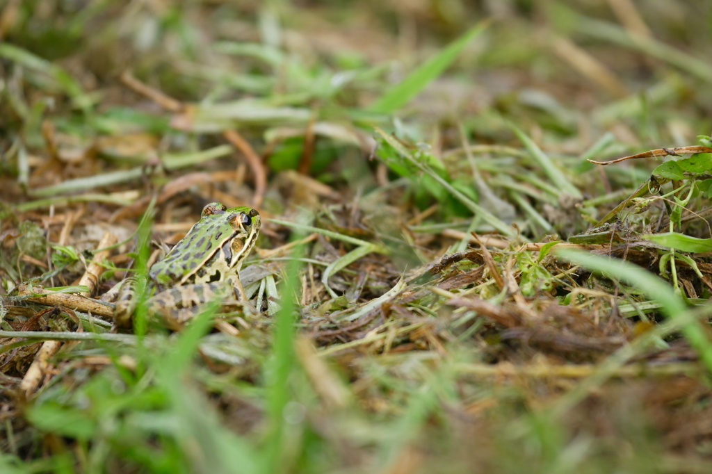 camouflage