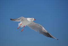 Sea gull