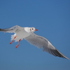 Sea gull