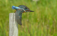 Common Kingfisher