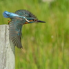 Common Kingfisher