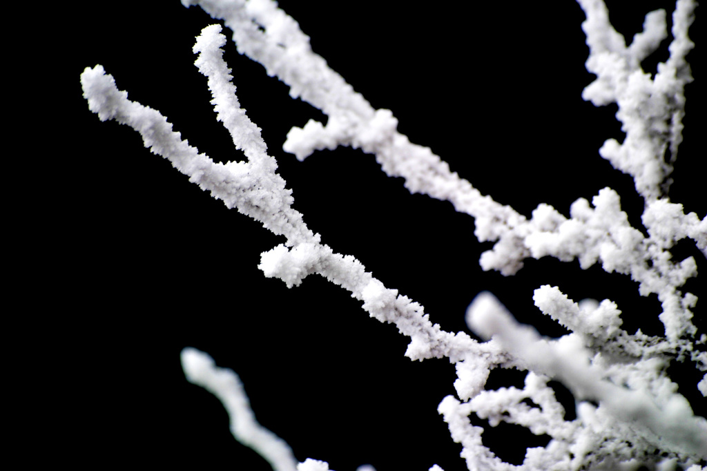 雪枝