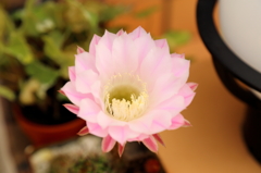 サボテンの花