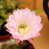サボテンの花