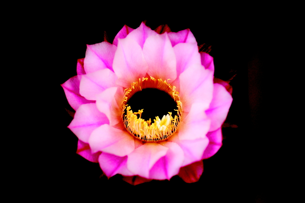 サボテンの花