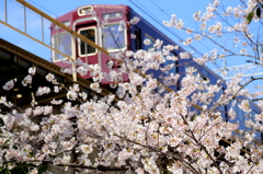 桜　　阪急宝塚線