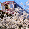 桜　　阪急宝塚線