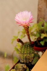 サボテンの花