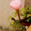 サボテンの花