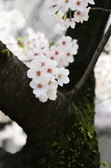 花の道　