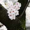 花の道　