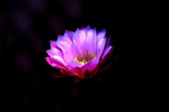 闇に咲くサボテンの花