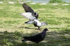 鳩