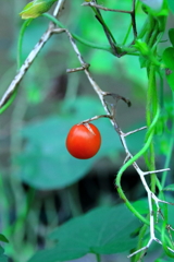 夏の名残2