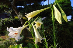 朝日に映えるゆりの花