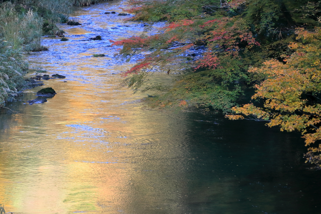 川面_紅葉反映