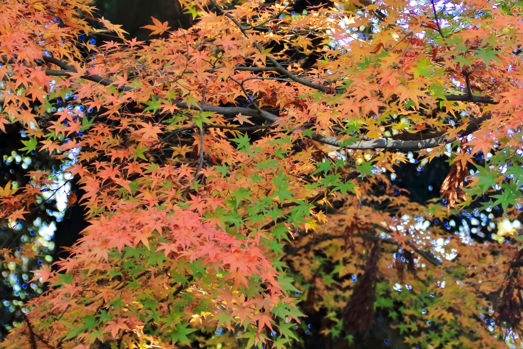 紅葉_三国神社　2