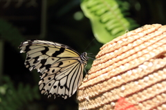 ふれあい昆虫館 (2)