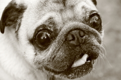 THE 愛犬