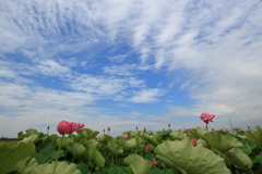はす畑