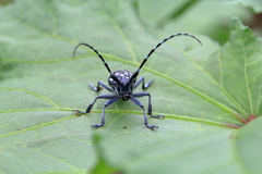 かみきり虫にガンつけられた