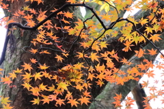 THE MOMIZI  山中温泉鶴仙渓2
