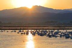 コハクチョウたちの日の出_白山