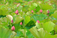 はす畑３