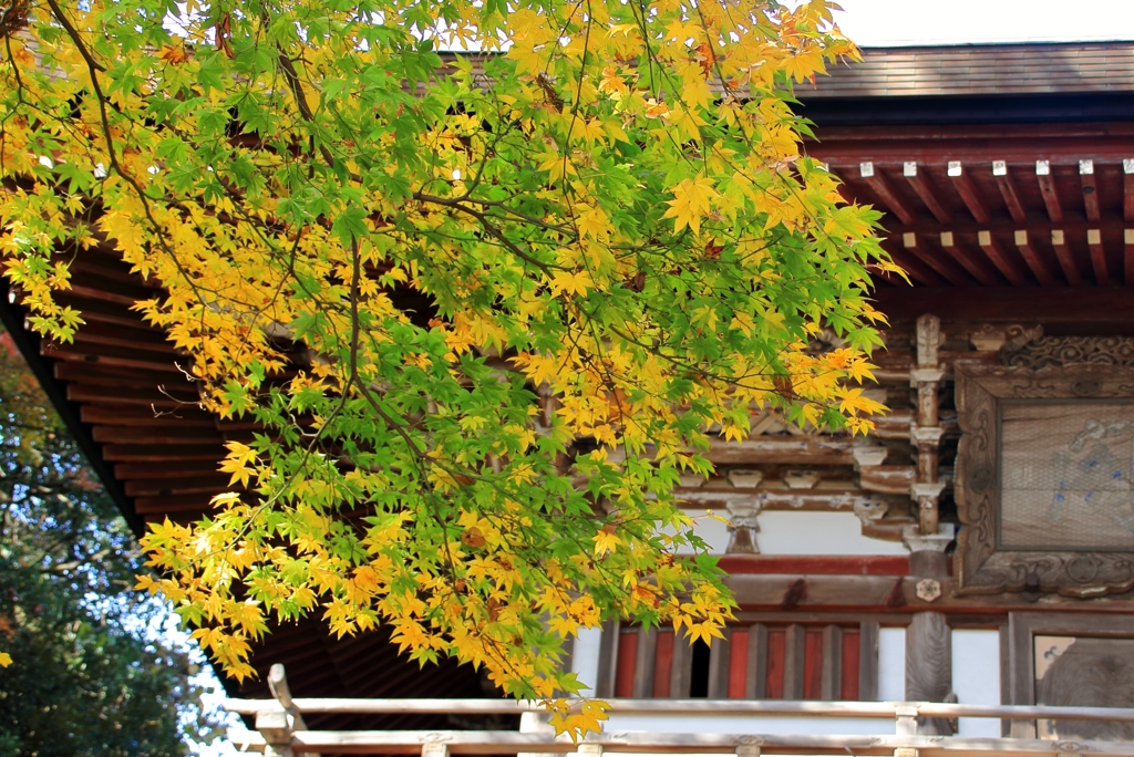 紅葉_三国神社　1