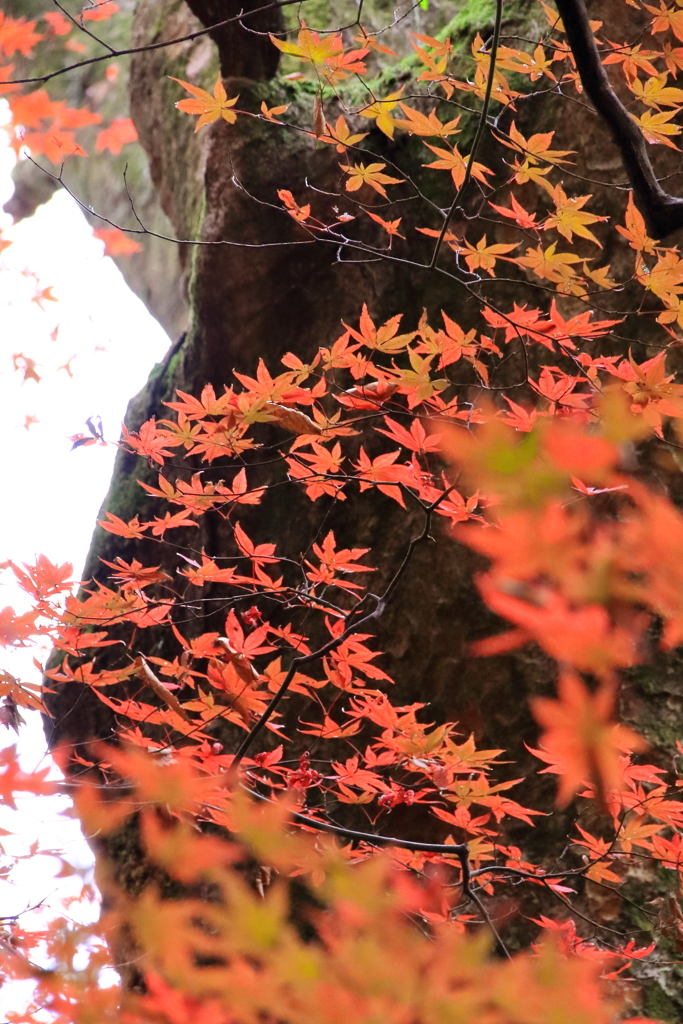 THE MOMIZI  山中温泉鶴仙渓1