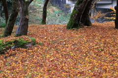 雨後の荒俣峡四景