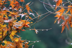 雨後の荒俣峡四景4