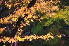 那谷寺ライトアップ (4)