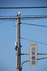カゴメのおまわりさん (2)