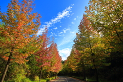紅葉並木