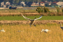 着地成功