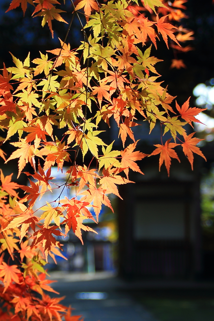紅葉_三国神社　3