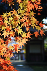 紅葉_三国神社　3