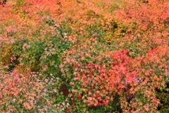 散りばめ_紅葉