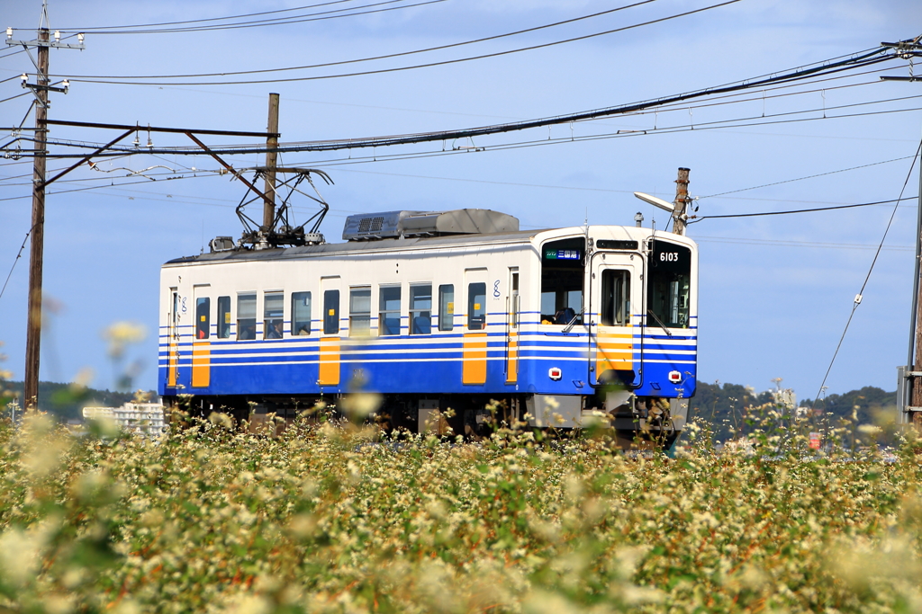 そば畑_越前鉄道