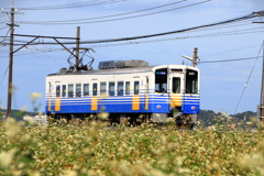 そば畑_越前鉄道
