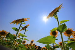 35℃のヒマワリ畑