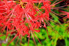 HIGANBANA