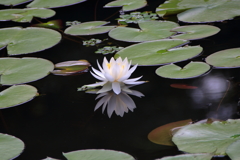 ひつじ草